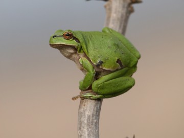 Rzekotka drzewna, M. Mydłowski, OT BPK