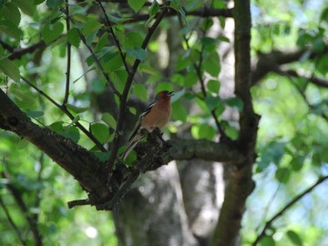 Zięba, P. Kowalska, OT BPK