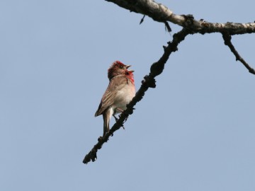Dziwonia, M. Mydłowski, OT BPK