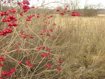 Kalina na Polanie Strożyska, 
