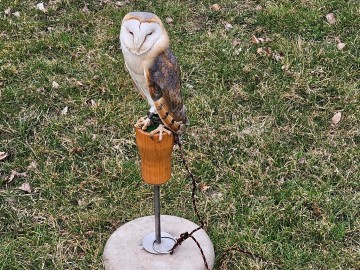 Noc sów w Moszczenicy - 2026, 