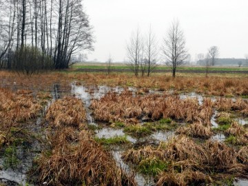 obszar Natura 2000 Mokradła w Woli Cyrusowej