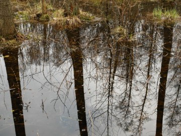 Śródleśne mokradło w ur. Poćwiardówka