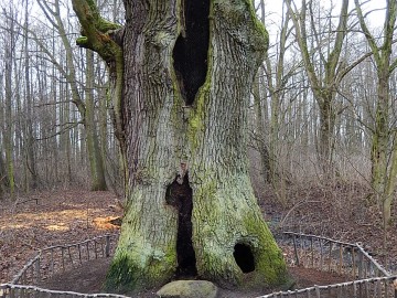 Pomnik przyrody - dąb Jarosław