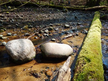 Rezerwat "Struga Dobieszkowska"