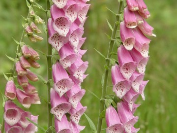 Naparstnica purpurowa - Digitalis purpurea
