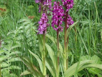 Kukułka szerokolistna (gat. chroniony)