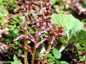 Lepiężnik różowy w dolinie Bzury - Marianka-lepiężnik
