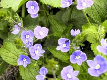 Przetacznik ożankowy