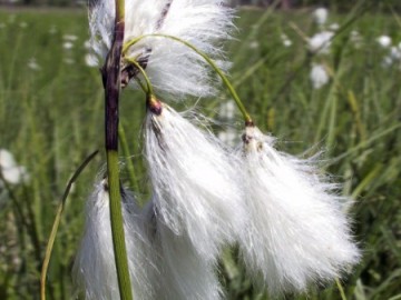 Wełnianka wąskolistna