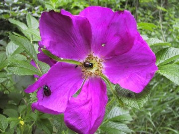 Róża fałdzistolistna