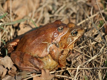 godujące żaby trawne