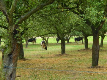 Fot 1. Wnętrze tradycyjnego sadu, <p>fot. Katarzyna Krakowska</p>